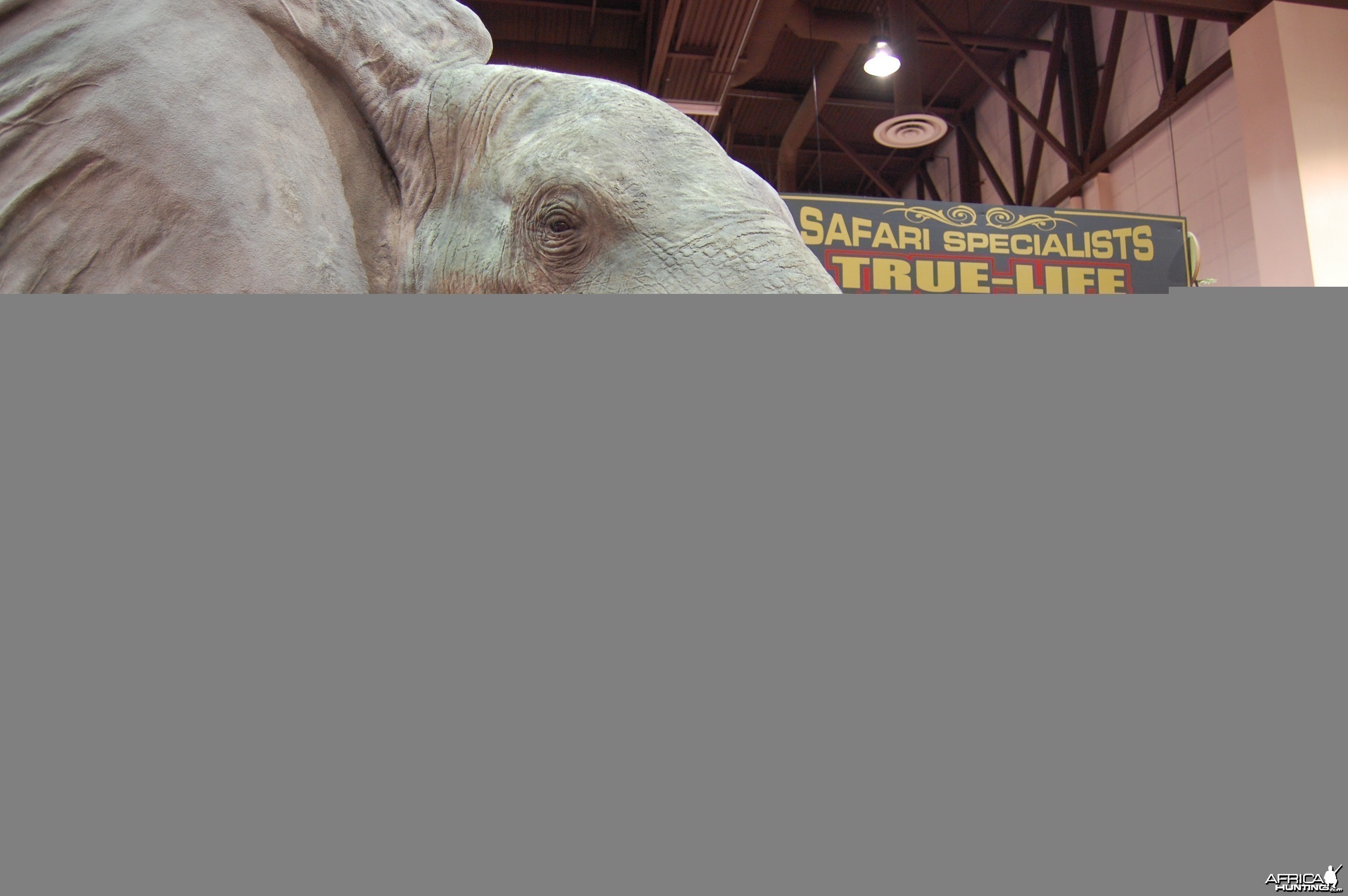 Taxidermy at Safari Club International Convention