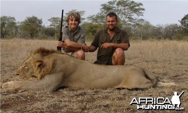 Free roaming Lion hunted in Mozambique