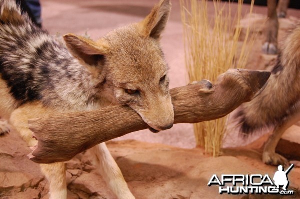 Taxidermy at Safari Club International Convention