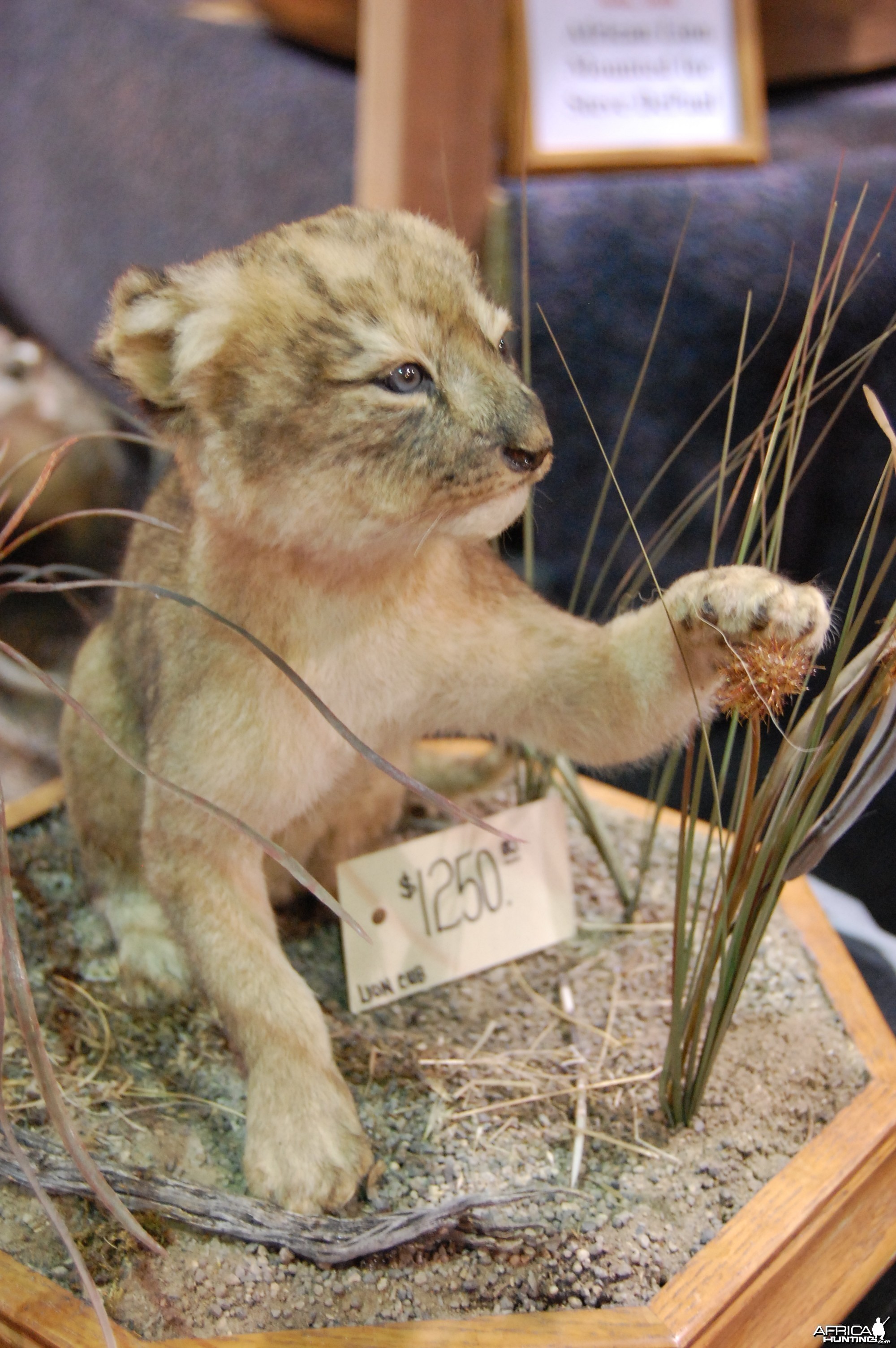 Taxidermy at Safari Club International Convention