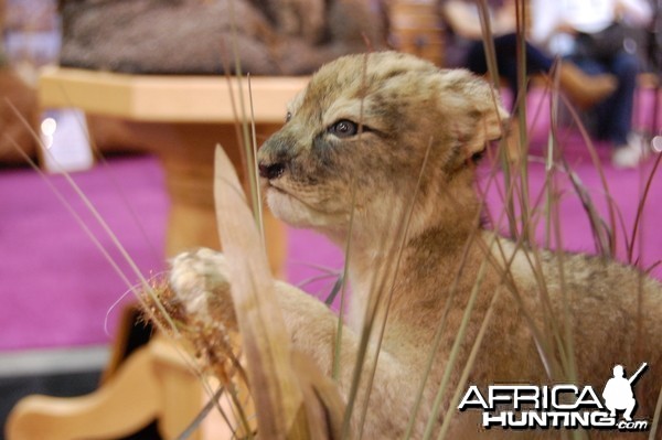 Taxidermy at Safari Club International Convention