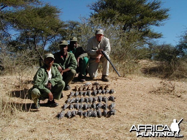 Sand Grouse &amp; Dove Hunting in Namibia