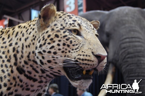 Taxidermy at Safari Club International Convention