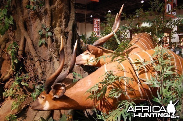 Taxidermy at Safari Club International Convention