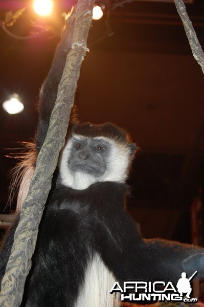 Taxidermy at Safari Club International Convention