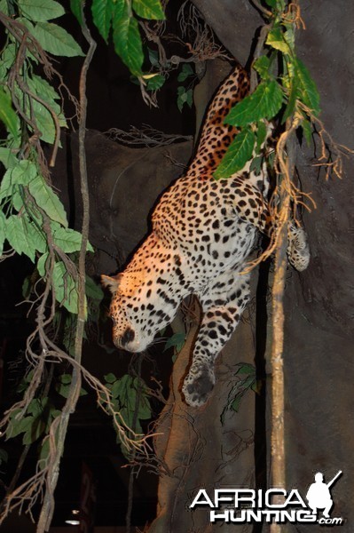 Taxidermy at Safari Club International Convention