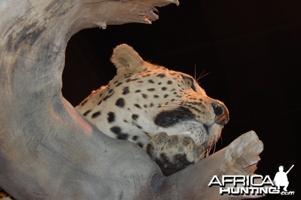 Taxidermy at Safari Club International Convention