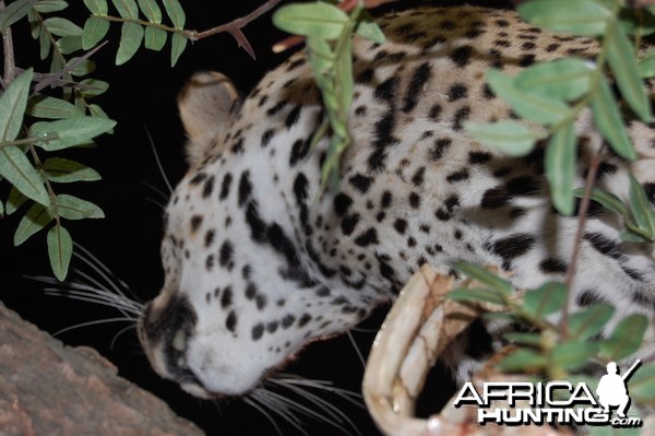 Taxidermy at Safari Club International Convention