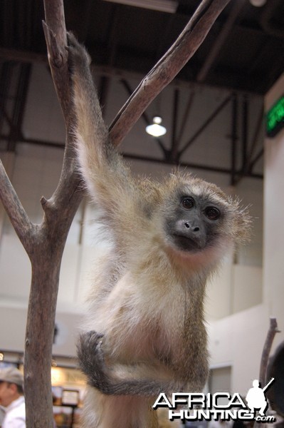 Taxidermy at Safari Club International Convention