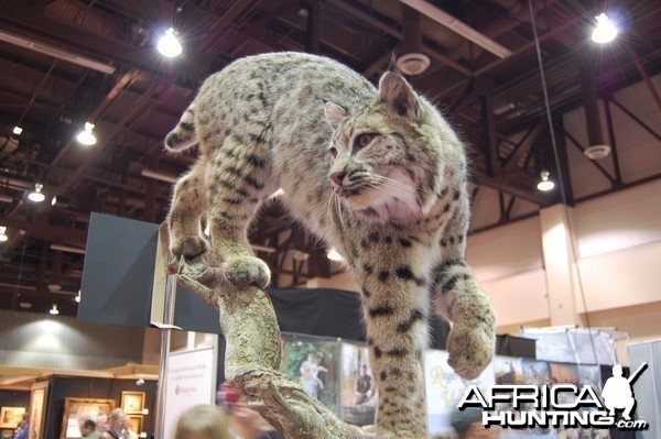 Taxidermy at Safari Club International Convention