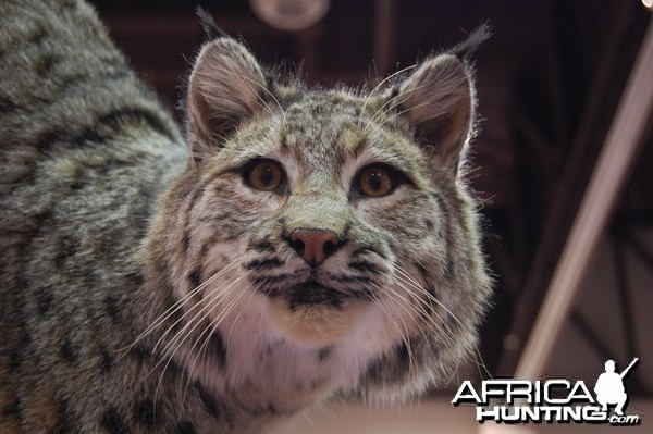 Taxidermy at Safari Club International Convention