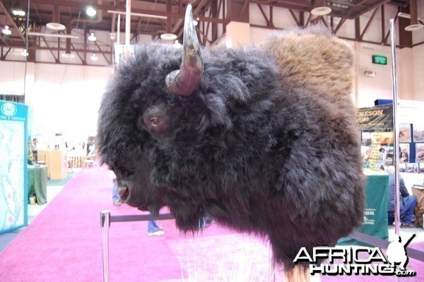 Taxidermy at Safari Club International Convention