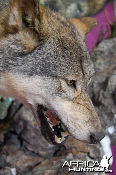 Taxidermy at Safari Club International Convention