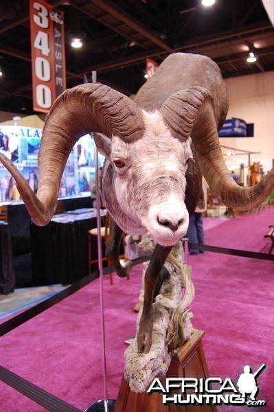 Taxidermy at Safari Club International Convention