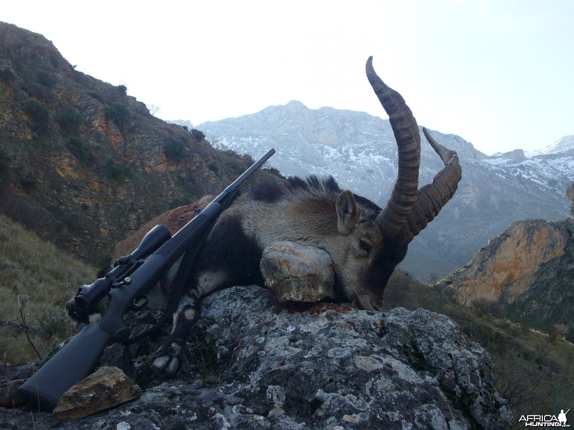 Hunting Spanish Ibex