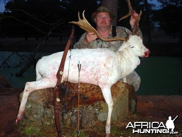 Bowhunting Fallow Deer