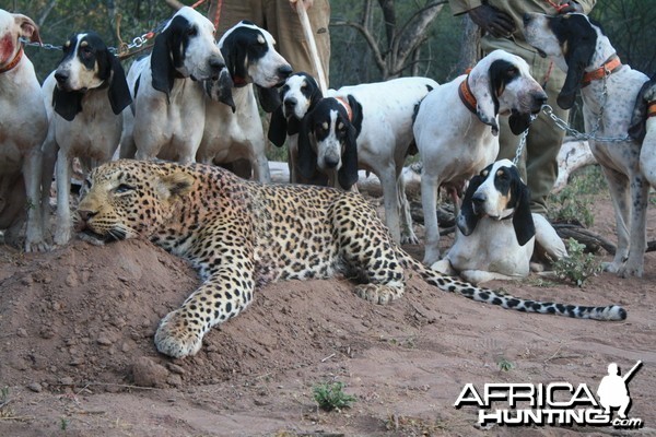 Hunting Leopard with Hounds