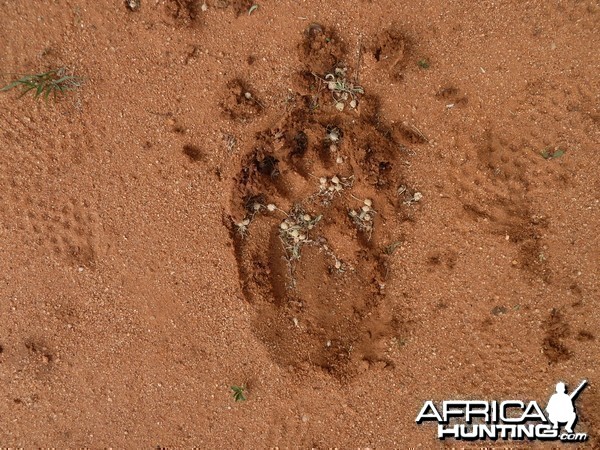 Chacma Baboon Track