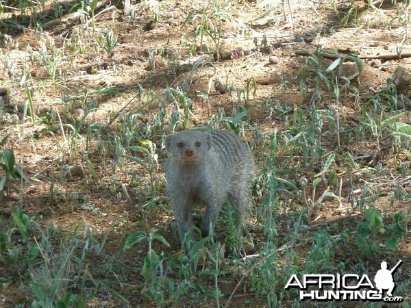 Banded Mongoose Namibia