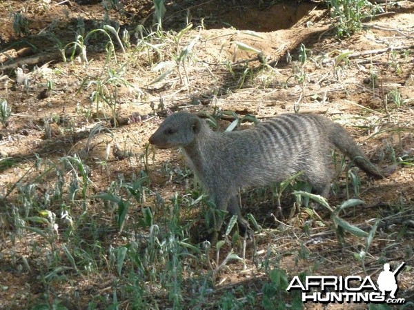 Banded Mongoose Namibia