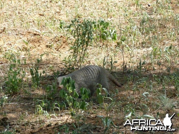 Banded Mongoose Namibia