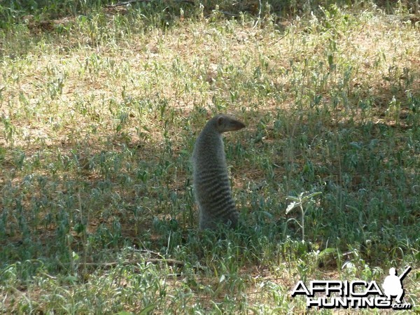 Banded Mongoose Namibia