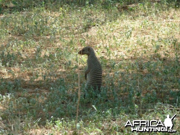 Banded Mongoose Namibia