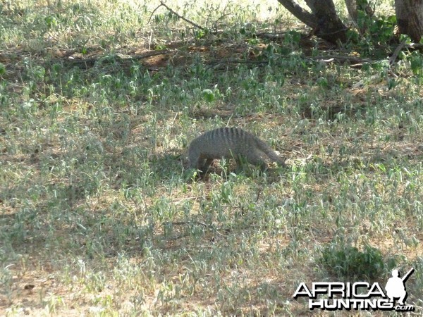 Banded Mongoose Namibia