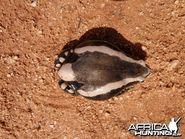 Banded Rubber Frog namibia