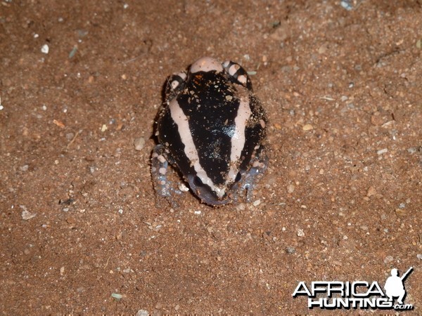 Banded Rubber Frog namibia