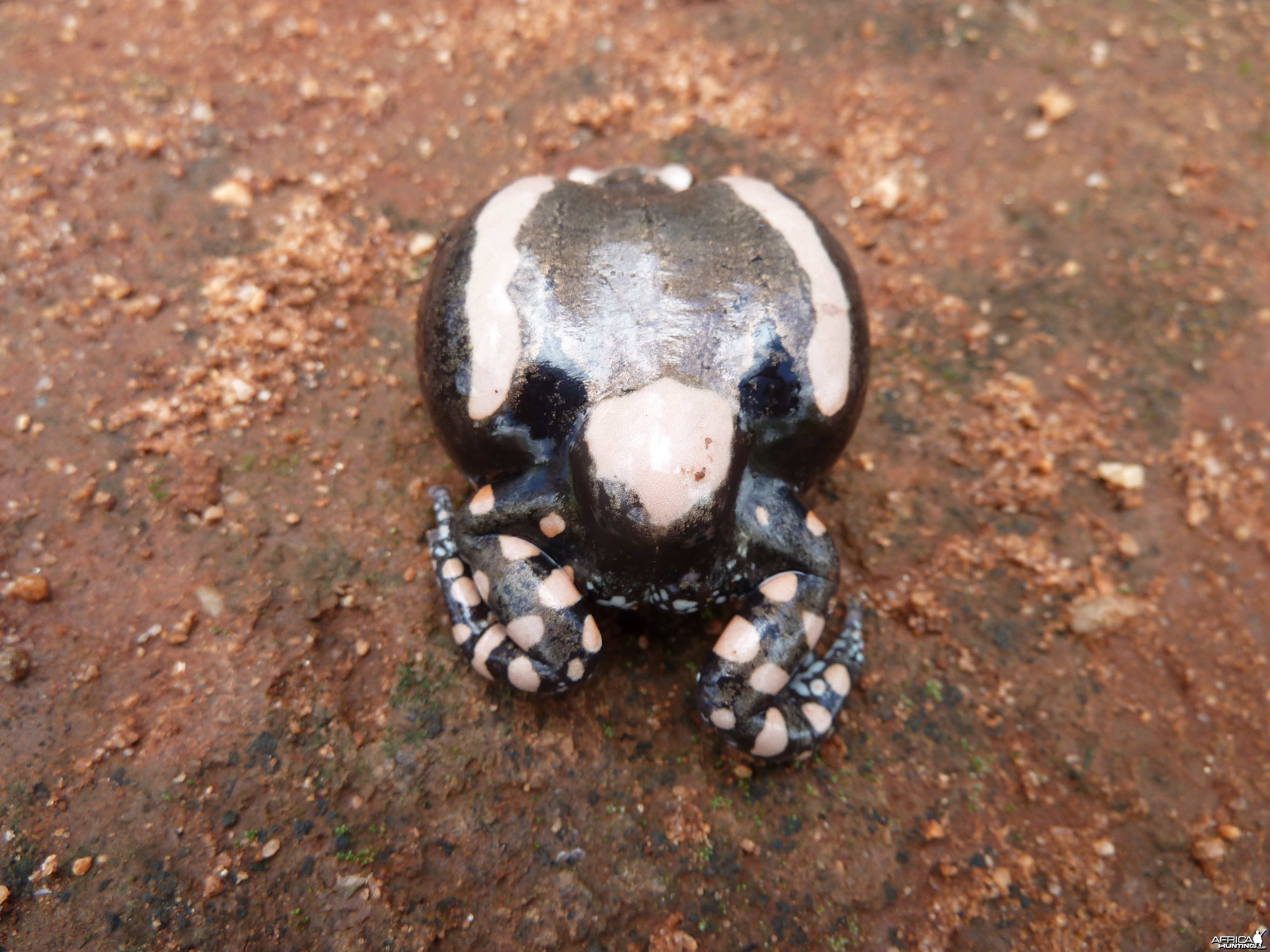 Banded Rubber Frog namibia