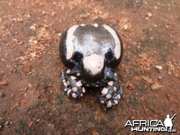 Banded Rubber Frog namibia