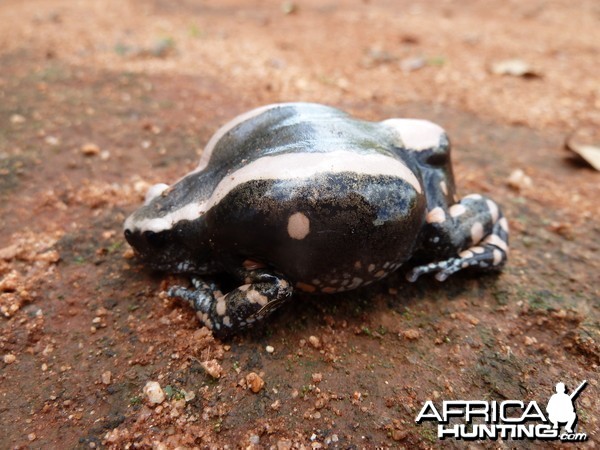 Banded Rubber Frog namibia