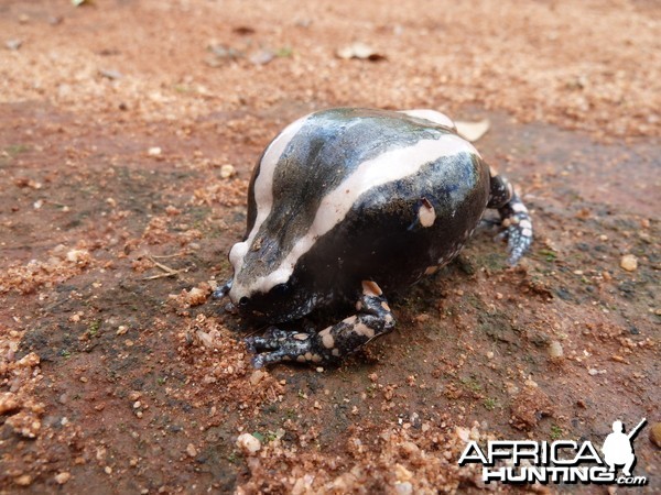 Banded Rubber Frog namibia