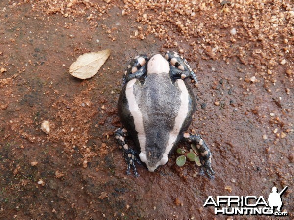 Banded Rubber Frog namibia