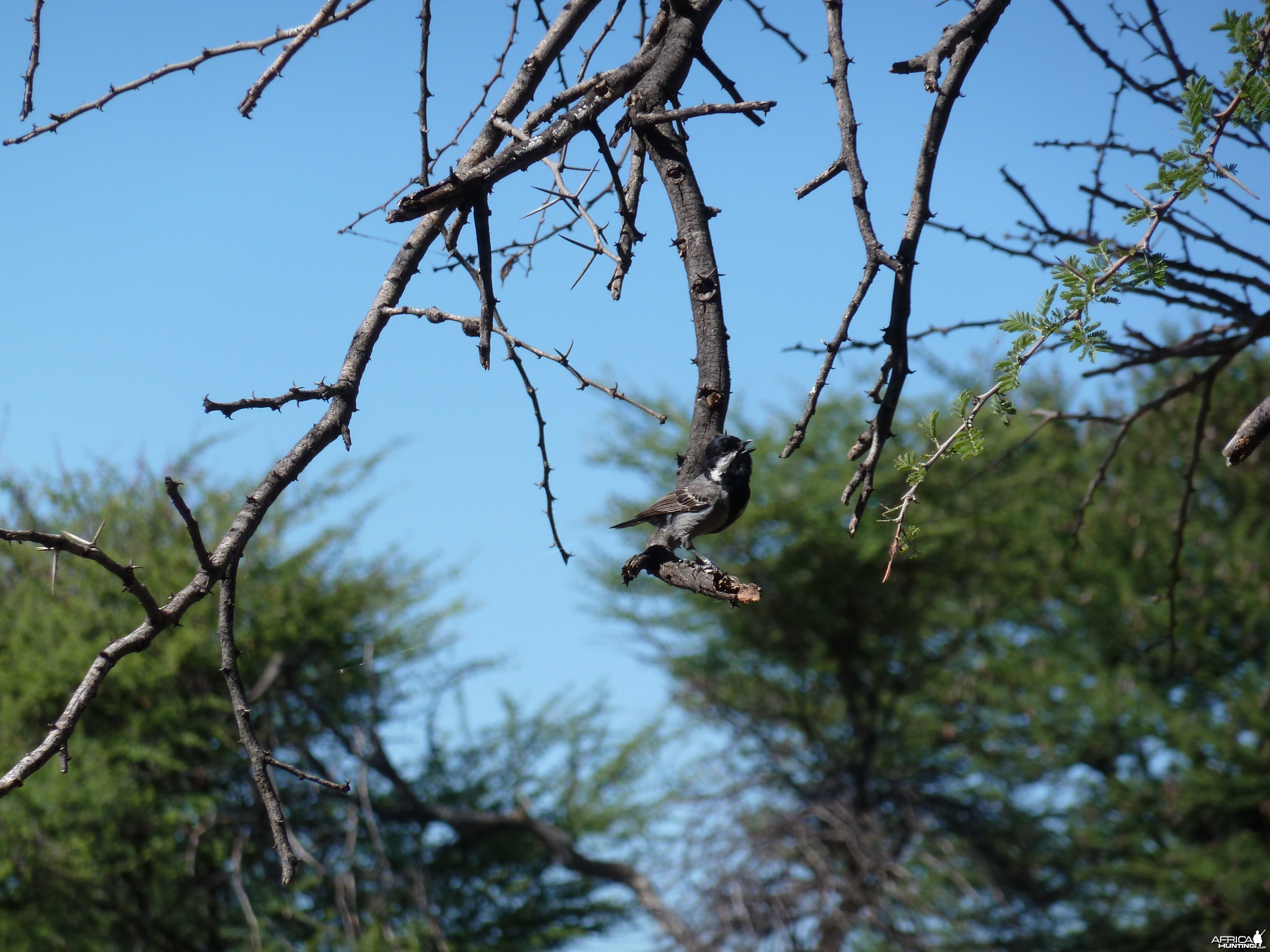 Bird Namibia