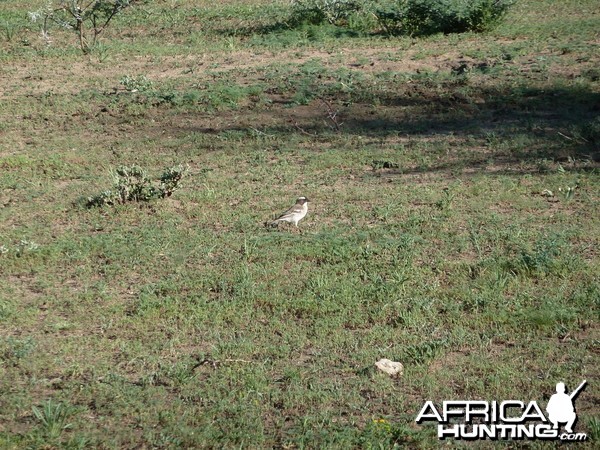 Bird Namibia