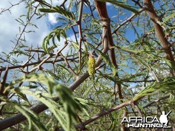 Bush Flower