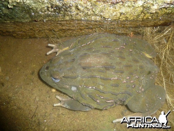 Bullfrog Namibia