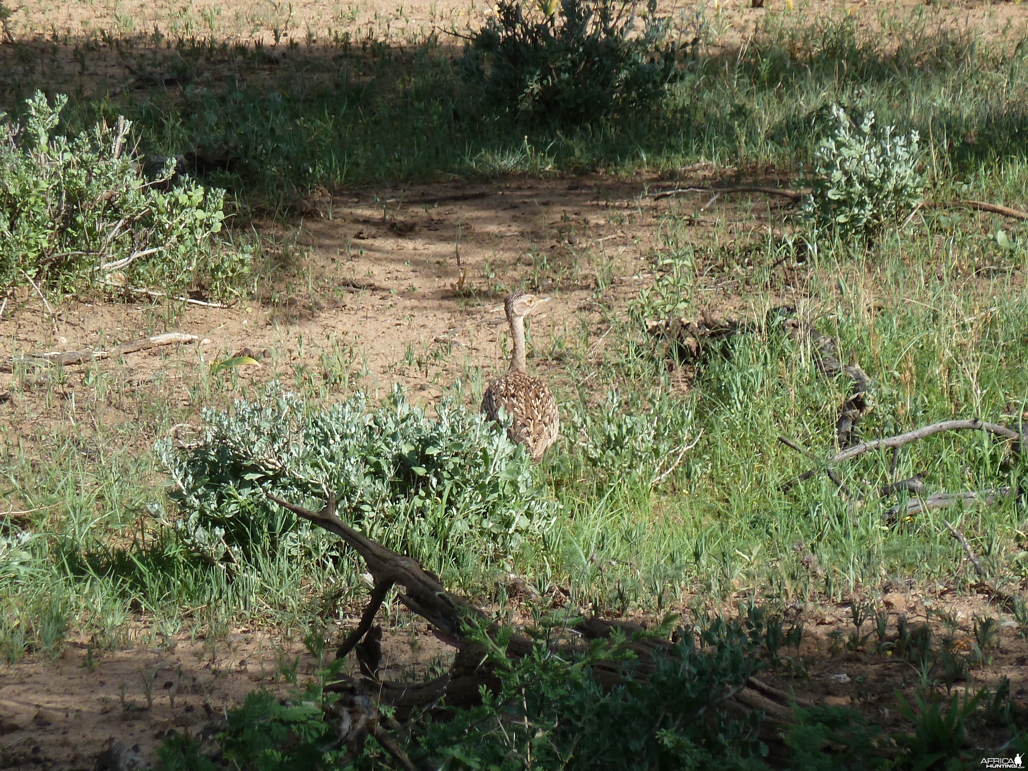 Bird Namibia
