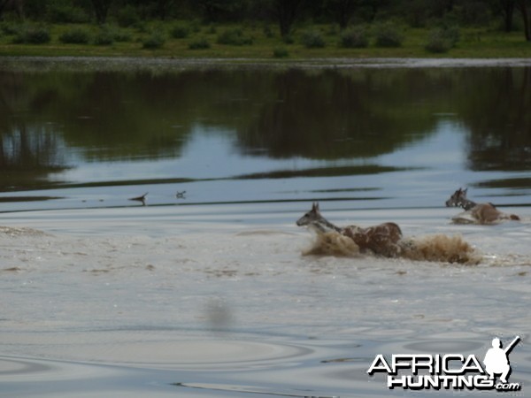 Cape Eland crossing water