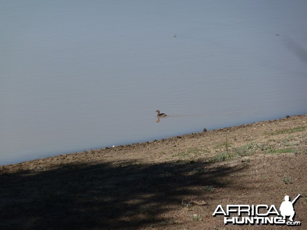 Duck Namibia