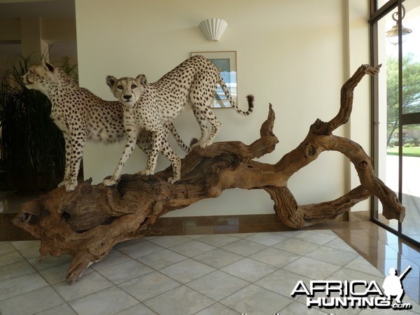 Cheetah Taxidermy