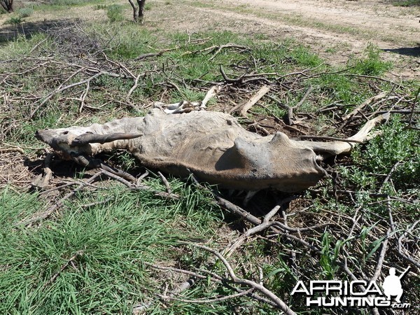 Eland Carcass