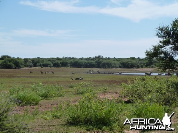 Cape Eland Namibia