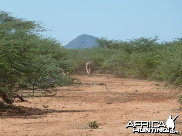 Cape Eland Namibia