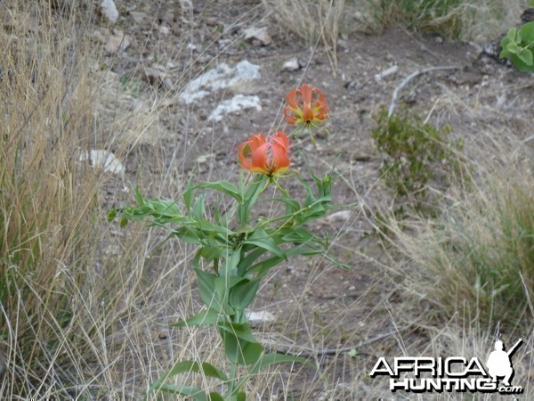 Flame Orchid Namibia