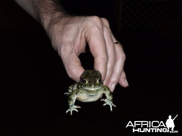 Frog Namibia