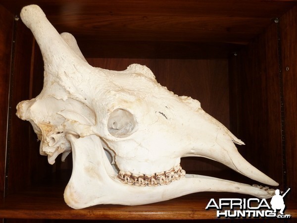 Giraffe Skull