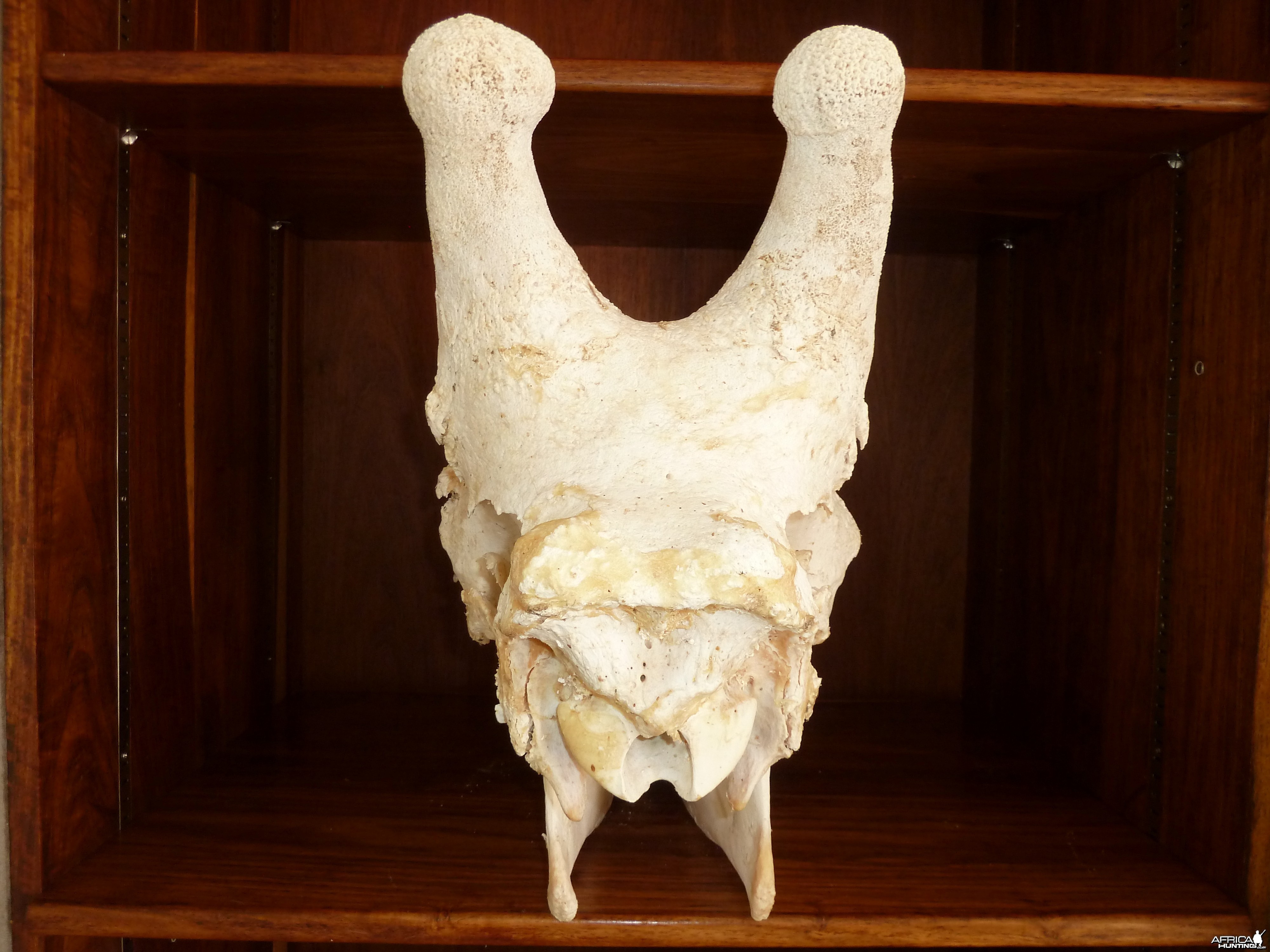 Giraffe Skull